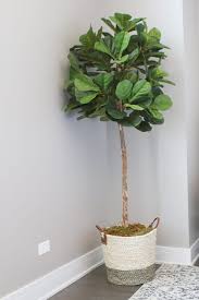 How to solve problem with rocks and trees on roads/canals/. How To Make Your Faux Fiddle Leaf Fig Plant Look Real Diy Playbook