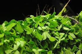 Fenugreek is a plant that is used both as an herb and as a spice. Fenugreek Farming Methi Techniques Tips And Ideas Agri Farming