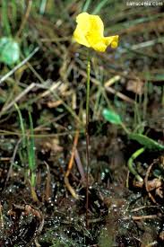 Image result for Utricularia gibba