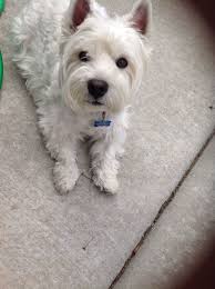 my sweet sam westie dogs dog lovers westie terrier