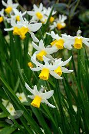 Narcissus Jack Snipe Cyclamineus Daffodil Bulbs Daffodil Bulbs Narcissus Daffodils
