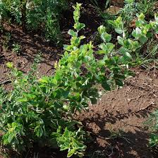 Image result for Rhoicissus digitata