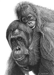 Animal Pencil Drawing 25 Realistic Animal Drawings Pencil Drawings Of Animals Animal Drawings