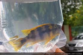 International fan page for 王凯 (wang kai). å¥‡è'‚å§†å·´é¾çŽ‹é¯›petrotilapia Sp Chitimba Asirfish é˜¿è³œç†±å¸¶é­šç¹æ®–å ´ ç—žå®¢é‚¦