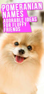 Pomeranian Names The Very Best Names For Your Beautiful Puppy In 2020 Puppies Names Female Cute Names For Dogs Puppy Names