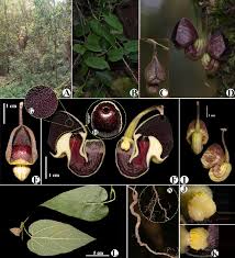 Image result for Dissotis pulchra