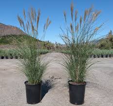 Image result for Miscanthus sinensis