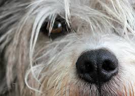I used cbd supplements with my dog rosie to help her. Lymphoma In Dogs Canna Pet