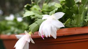 Schlumbergera, flowering christmas cactus, thanksgiving cactus. Facts Of The Beautiful Christmas Cactus