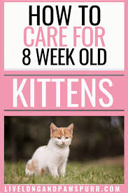 Indeed, from 6 months, a kitten's weight will not depending on its breed and sex, the average weight of a 7 to 8 month old kitten varies between 3 and 4 kg. How To Easily Care For 8 Week Old Kittens Live Long And Pawspurr