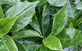 Image result for Aucuba