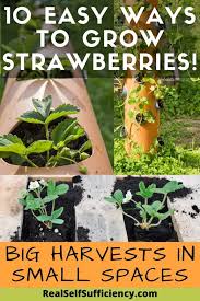 See more ideas about strawberry planters, growing strawberries, container gardening. 10 Easy Diy Ways To Grow Strawberries For Big Harvests In Small Spaces Strawberry Pallet Gardens And More