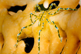 Image result for Pycnosphaera