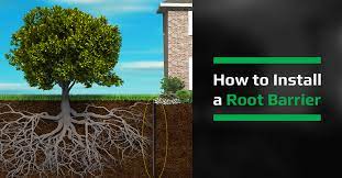 So what's the problem with having a ficus tree? How To Install A Root Barrier Americover