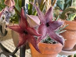 Image result for Huernia erectiloba