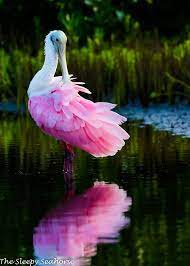 Bird Photography Roseate Spoonbill Florida Birds Fine Art Etsy Bird Photography Most Beautiful Birds Roseate Spoonbill