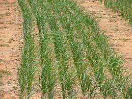 Onion Weed Control Integral Weed Management Program