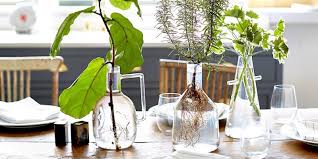 Danse du feu datura ddt de contacto de corea de lasca decoracion con plantas decoración con potus decoración con reciclaje decoracion de exteriores decoración de interiores decoración de. Como Decorar Con Plantas Cualquier Rincon De Tu Casa Handfie Diy
