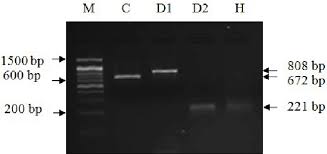 The method was able to detect 5 fg/μl camel dna and highly processed food containing 0.01% camel meat with a high confidence level. Pdf Detection Of Adulteration And Identification Of Cat S Dog S Donkey S And Horse S Meat Using Species Specific Pcr And Pcr Rflp Techniques Semantic Scholar