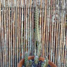 Image result for Kleinia schweinfurthii