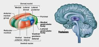 Relay nuclei subdivide into the three groups, as mentioned above, of lateral nuclear, medial nuclear, and anterior nuclear. Thalamus Relay For Cns Signal Processing