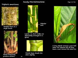 Image result for Triplaris americana