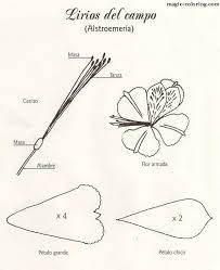 Magic Coloring Alstroemeria Flower Template Flower Template Paper Flower Kit Fabric Flowers