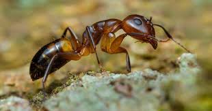 Find pest control services in hawaii, hi for home & commercial pest control, bug and animal removal, ant control, termite inspections and treatment, animal control and dead animal removal, and more. How To Control Argentine Ants Gardener S Path