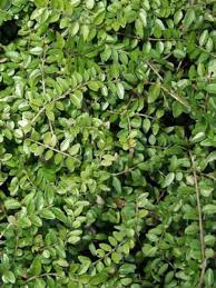 Découvrez 21 arbustes pour une haie persistante. Chevrefeuille A Feuilles De Buis Maigruen Lonicera Nitida Le Jardin Du Pic Vert
