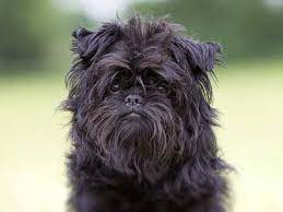 29 Affenpinschers Ideas Affenpinscher Affenpinscher Dog Affenpinscher Puppy