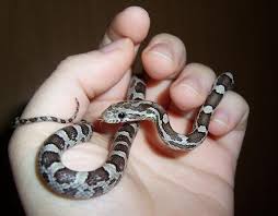 Black And White Corn Snake Anery Corn Snake Corn Snake Pet Snake Snake