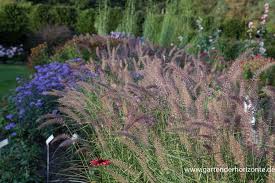 Maybe you would like to learn more about one of these? Feines Federborstengras Karley Rose Online Kaufen Bei Olerum