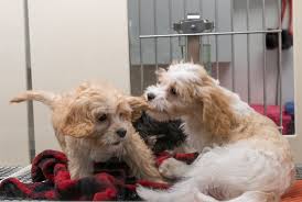 Pet sitting, pet stores, pet groomers. Adopt Or Shop The Specter Of Puppy Mills Looms Over Local Debates About Pet Stores Little Village
