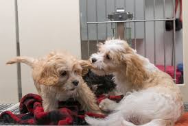 Check spelling or type a new query. Adopt Or Shop The Specter Of Puppy Mills Looms Over Local Debates About Pet Stores Little Village