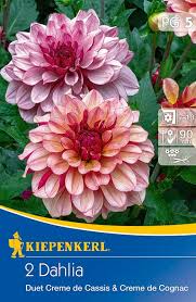 Nos coups de coeur sur les routes de france. Duett Dahlien Creme De Cognac Und Creme De Cassis Kiepenkerl Shop