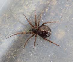 10 of africas scariest spider species. False Widow Spiders Are Invading Kent Homes What You Should Do If You Spot One Kent Live