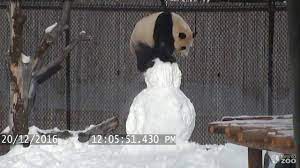 Giant panda cubs toronto zoo, panda, panda bear. Toronto Zoo Giant Panda Vs Snowman Youtube