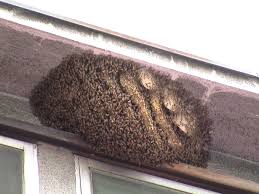 Maybe you would like to learn more about one of these? North Miami Bee Control North Miami Pest Control