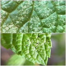 If you notice tiny bugs in christmas cactus, take heart. What Sneaky Bug Is Doing This And Leaving Little Black Droppings Plantclinic