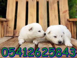 bursa kopek ciftlikleri samoyed samoyed yavrusu kopek
