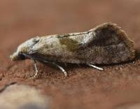 Image result for Cochylidia implicitana