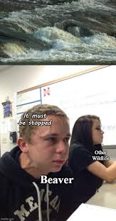 Beavers When They See Flowing Water Memes