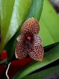 Image result for Rhipidoglossum pulchellum