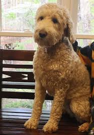 The coat comes in a variety of colors including black, beige, red, and white and tends to be high maintenance, especially if kept to a longer cut. Image Result For F1b Goldendoodle Haircuts Teddy Bear Dog Goldendoodle Goldendoodle Haircuts