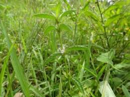 Image result for Dyschoriste multicaulis