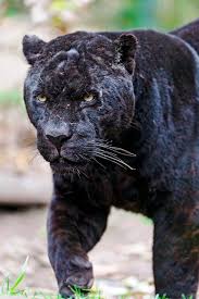 Walking Black Male Jaguar Black Jaguar Animals Wild Animals Beautiful