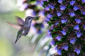 If you are wondering where you can get your hand on a hummingbird flower, here are some ideas: How To Attract Hummingbirds To Your Colorado Yard Central Park Scoop