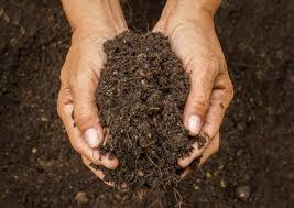 Some species of lawn grass are more tolerant of acid soils. A Better Lawn The Dirt On Adding Compost In Fall Public News Service