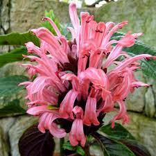 Pink Shrimp Plant Justicia Carnea Flowers Opening Plants Planting Flowers Flowers