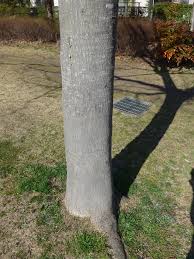 ネムノキ 植物写真鑑